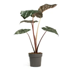 Alocasia Yucatan Princess - Elephant Ear 17 Alocasia Yucatan Princess - Elephant Ear -Plants Sale Store Alocasia Yucatan Princess Elephant Ear 17cm 002