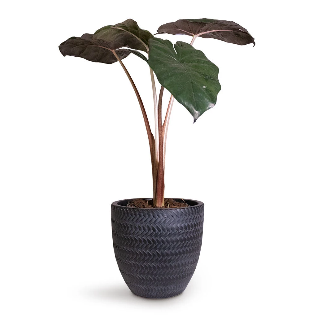 Angle Couple Plant Pot - Anthracite 6 Angle Couple Plant Pot - Anthracite - Image 4