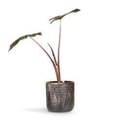 Luxe Lite Comet Cylinder Planter - Bronze -Plants Sale Store Alocasia Yucatan Princess Elephant Ear 17x65cm Luxe Lite Comet Cylinder Planter Bronze 28x27cm 2298b8f8 948d 4958 8690 5b9337094364