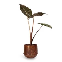 Alocasia Yucatan Princess - Elephant Ear 18 Alocasia Yucatan Princess - Elephant Ear -Plants Sale Store Alocasia Yucatan Princess Elephant Ear 17x65cm Noud Plant Pot Copper 26x22cm 2fc8507c 9e2c 4d34 89b0 ec915738e474