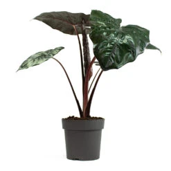 Alocasia Yucatan Princess - Elephant Ear 15 Alocasia Yucatan Princess - Elephant Ear -Plants Sale Store Alocasia Yucatan Princess Elephant Ear 19cm