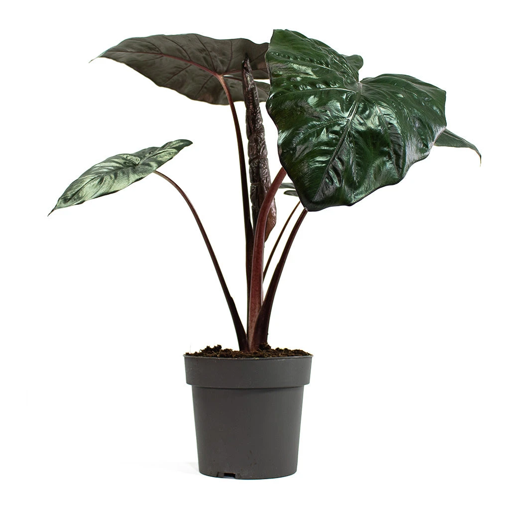 Alocasia Yucatan Princess - Elephant Ear 5 Alocasia Yucatan Princess - Elephant Ear - Image 3