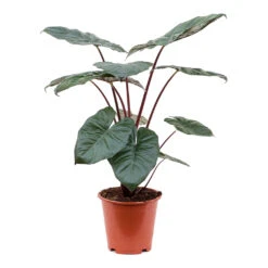 Alocasia Yucatan Princess - Elephant Ear 22 Alocasia Yucatan Princess - Elephant Ear -Plants Sale Store Alocasia Yucatan Princess Elephant Ear