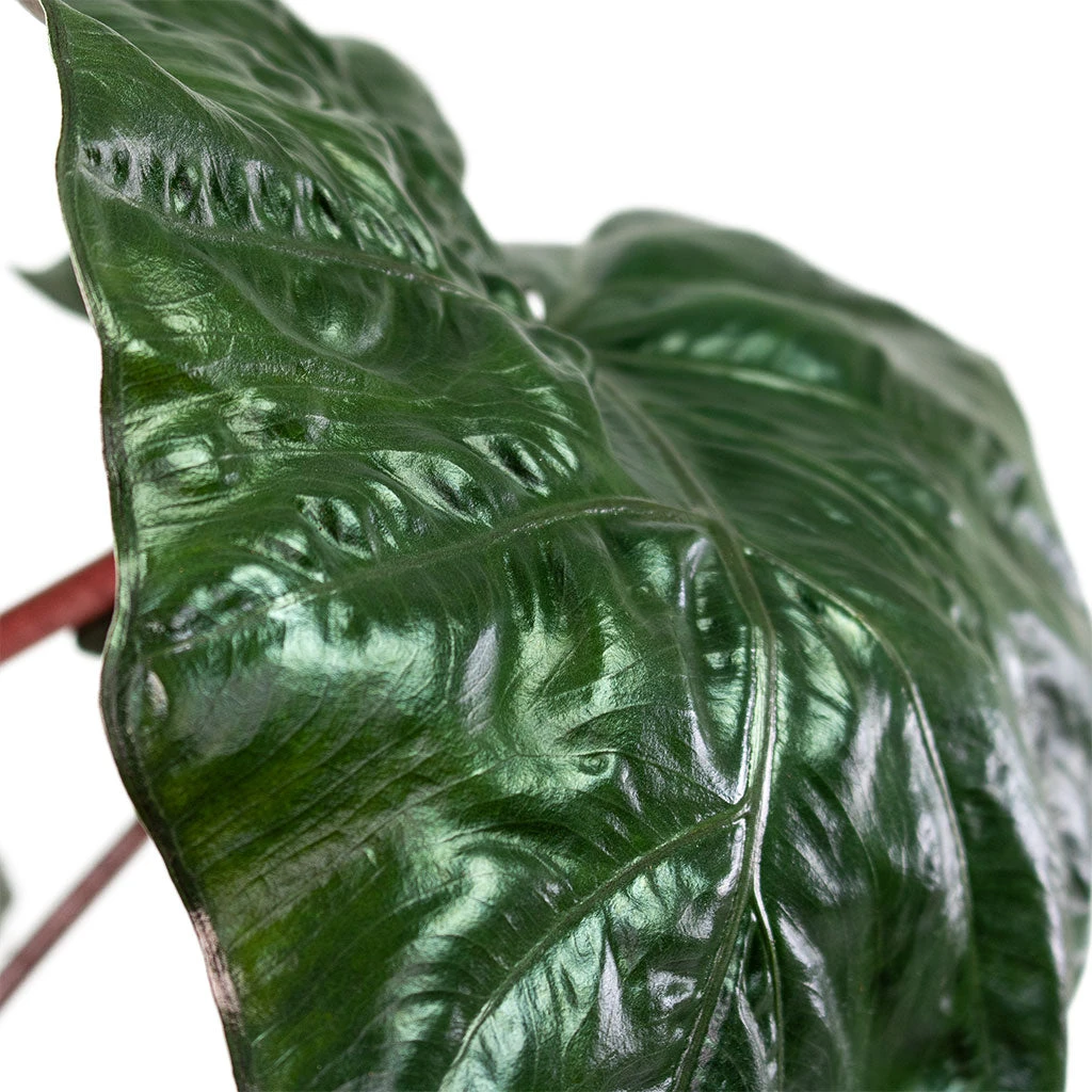 Alocasia Yucatan Princess - Elephant Ear 4 Alocasia Yucatan Princess - Elephant Ear - Image 2