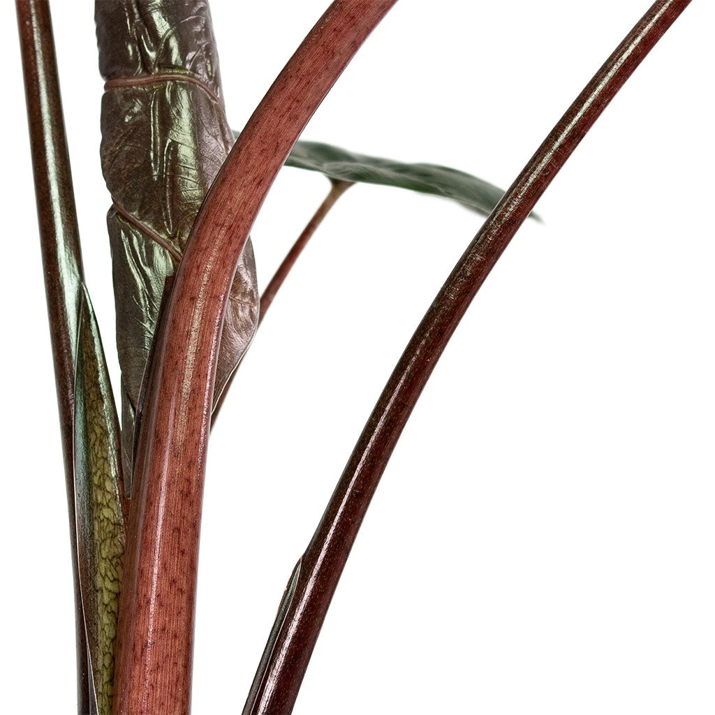 Alocasia Yucatan Princess - Elephant Ear 6 Alocasia Yucatan Princess - Elephant Ear - Image 4