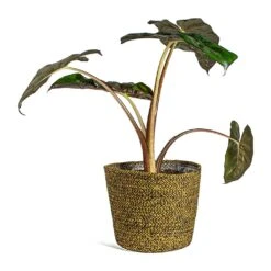 Alocasia Yucatan Princess - Elephant Ear 20 Alocasia Yucatan Princess - Elephant Ear -Plants Sale Store Alocasia Yucatan Princess Elephant Ear selin Plant Basket Camel plant pot