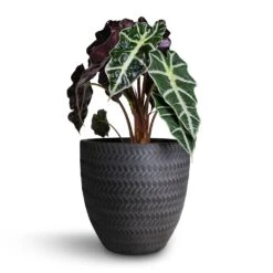 Alocasia Amazonica Polly - Elephant Ear 26 Alocasia Amazonica Polly - Elephant Ear -Plants Sale Store Alocasia amazonica Polly Elephant Ear 17x50cm Angle Couple Plant Pot Anthracite 24x23cm