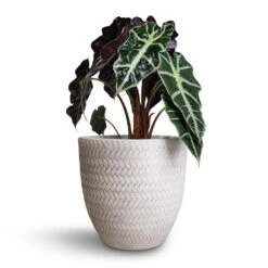 Alocasia Amazonica Polly - Elephant Ear 28 Alocasia Amazonica Polly - Elephant Ear -Plants Sale Store Alocasia amazonica Polly Elephant Ear 17x50cm Angle Couple Plant Pot White 24x23cm