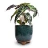Alocasia Amazonica Polly - Elephant Ear -Plants Sale Store Alocasia amazonica Polly Elephant Ear 17x50cm Kaat Plant Pot Petrol 20x20cm