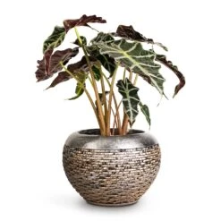 Luxe Lite Layer Globe Planter - Bronze -Plants Sale Store Alocasia amazonica Polly Elephant Ear 17x50cm Luxe Lite Layer Globe Planter Bronze 28x20cm