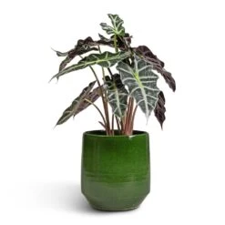 Alocasia Amazonica Polly - Elephant Ear 23 Alocasia Amazonica Polly - Elephant Ear -Plants Sale Store Alocasia amazonica Polly Elephant Ear 17x50cm Remi Plant Pot Green 23x25cm 66ccb8be 5302 48e1 b1bb 1928bab8aa4d