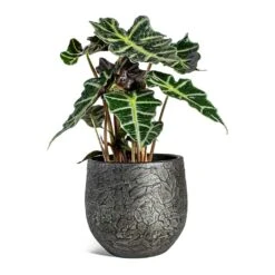 Alocasia Amazonica Polly - Elephant Ear 34 Alocasia Amazonica Polly - Elephant Ear -Plants Sale Store Alocasia amazonica Polly Elephant Ear Evi Plant Pot Midnight Black 22cm