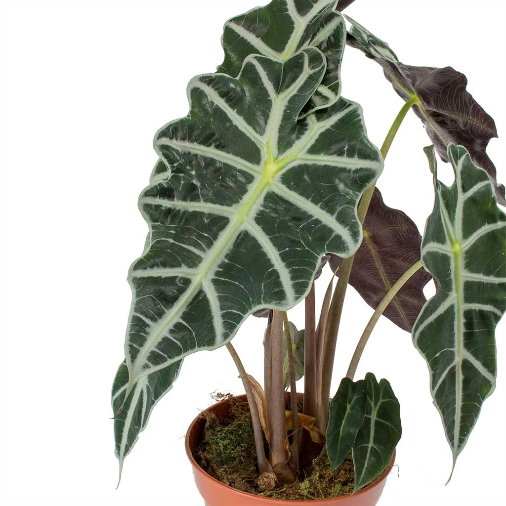 Alocasia Amazonica Polly - Elephant Ear 12 Alocasia Amazonica Polly - Elephant Ear - Image 10