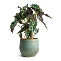 Alocasia Amazonica Polly - Elephant Ear 36 Alocasia Amazonica Polly - Elephant Ear -Plants Sale Store Alocasia amazonica Polly Elephant Ear Ryan Plant Pot Blue Gold