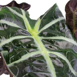 Alocasia Amazonica Polly - Elephant Ear 24 Alocasia Amazonica Polly - Elephant Ear -Plants Sale Store Alocasia amazonica Polly Elephant Ear SWATCH 3