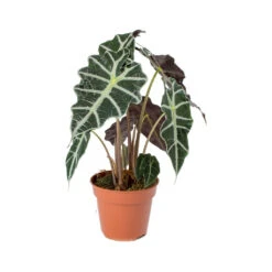 Alocasia Amazonica Polly - Elephant Ear 27 Alocasia Amazonica Polly - Elephant Ear -Plants Sale Store Alocasia amazonica Polly Elephant Ear 941f9e9b ed40 488c b41e b561353cf4b6