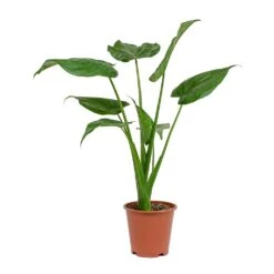 Alocasia Cucullata - Hooded Dwarf Elephant Ear -Plants Sale Store Alocasia cucullata