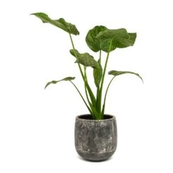 Alocasia Cucullata - Hooded Dwarf Elephant Ear -Plants Sale Store Alocasia cucullata Amber Plant Pot Earth