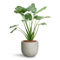 Cody Plant Pot - Ridged Cement -Plants Sale Store Alocasia cucullata Hooded Dwarf Elephant Ear HydroCare Cody Plant Pot Ridged Cement 7ec88a3a d348 4da6 9343 303faf2c4ed5