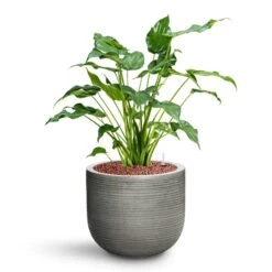 Cody Plant Pot - Ridged Dark Grey -Plants Sale Store Alocasia cucullata Hooded Dwarf Elephant Ear HydroCare Cody Plant Pot Ridged Dark Grey 17486c34 743e 4666 9978 55626f63b071