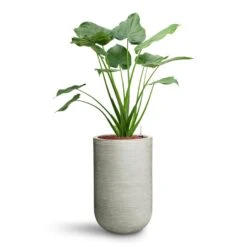 Cody Plant Vase - Ridged Cement -Plants Sale Store Alocasia cucullata Hooded Dwarf Elephant Ear HydroCare Cody Plant Vase Ridged Cement 53311a7c c5fe 4cb5 81ec 0b5e78a179fa