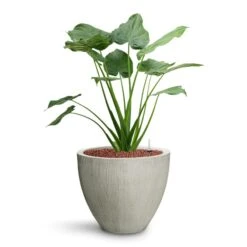 Jesslyn Plant Pot - Ridged Cement -Plants Sale Store Alocasia cucullata Hooded Dwarf Elephant Ear HydroCare Jesslyn Plant Pot Ridged Cement 6bf6c966 7de7 4b9d a2b1 1be380853a18