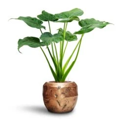 Alocasia Cucullata - Hooded Dwarf Elephant Ear - HydroCare -Plants Sale Store Alocasia cucullata Hooded Dwarf Elephant Ear HydroCare Opus Raw Couple Planter Gold