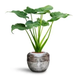 Alocasia Cucullata - Hooded Dwarf Elephant Ear - HydroCare -Plants Sale Store Alocasia cucullata Hooded Dwarf Elephant Ear HydroCare Opus Raw Couple Planter Silver