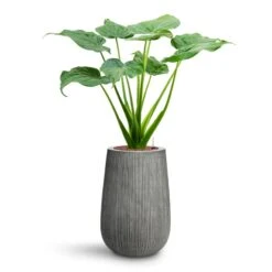 Alocasia Cucullata - Hooded Dwarf Elephant Ear - HydroCare -Plants Sale Store Alocasia cucullata Hooded Dwarf Elephant Ear HydroCare Patt High Plant Vase Ridged Dark Grey