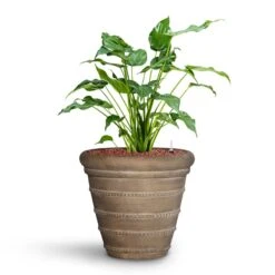 Treasure Selena Planter - Chalk Beige -Plants Sale Store Alocasia cucullata Hooded Dwarf Elephant Ear HydroCare Treasure Selena Planter Chalk Beige f216ae93 651f 4c4b 920a 47934cf50681