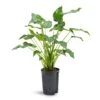 Alocasia Cucullata - Hooded Dwarf Elephant Ear - HydroCare -Plants Sale Store Alocasia cucullata Hooded Dwarf Elephant Ear Hydroculture 15 19x55cm