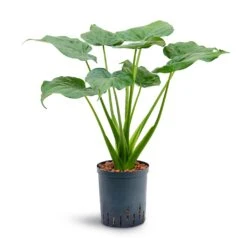Alocasia Cucullata - Hooded Dwarf Elephant Ear - HydroCare -Plants Sale Store Alocasia cucullata Hooded Dwarf Elephant Ear Hydroculture 18 19x70cm