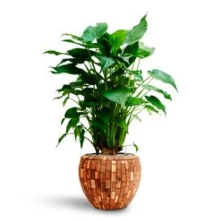 Alocasia Cucullata - Hooded Dwarf Elephant Ear - HydroCare -Plants Sale Store Alocasia cucullata Hooded Dwarf Elephant Ear HydrocultureFacets Couple Planter Jenga