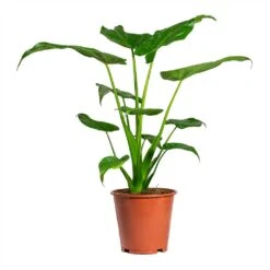 Alocasia Cucullata - Hooded Dwarf Elephant Ear -Plants Sale Store Alocasia cucullata Hooded Dwarf ElephantEar 19x75cm