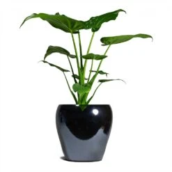 Alocasia Cucullata - Hooded Dwarf Elephant Ear -Plants Sale Store Alocasia cucullata Hooded Dwarf ElephantEar 19x75cm Amora Plant Pot Anthracite Mirror 26x26cm