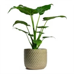 Alocasia Cucullata - Hooded Dwarf Elephant Ear -Plants Sale Store Alocasia cucullata Hooded Dwarf ElephantEar 19x75cm Bolino Plant Pot Mint 24x21cm