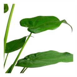 Alocasia Cucullata - Hooded Dwarf Elephant Ear -Plants Sale Store Alocasia cucullata Hooded Dwarf ElephantEar 19x75cm Leaves