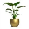 Alocasia Cucullata - Hooded Dwarf Elephant Ear -Plants Sale Store Alocasia cucullata Hooded Dwarf ElephantEar 19x75cm Mini Orb Kevan Plant Pot Metallic Gold 25x21cm