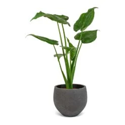 Mini Orb Kevan Plant Pot - Black Washed 23 Mini Orb Kevan Plant Pot - Black Washed -Plants Sale Store Alocasia cucullata Mini Orb Kevan Plant Pot Black Washed 02bf3936 cc56 4d97 bb0a 8fed8a435123