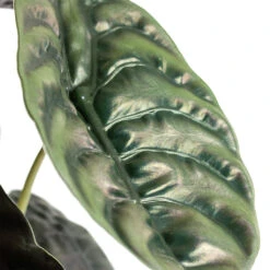 Alocasia Cuprea Red Secret - Elephant Ear -Plants Sale Store Alocasia cuprea Red Secret Elephant Ear Close Up