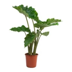 Alocasia Portodora - Upright Elephant Ear -Plants Sale Store Alocasia portodora