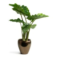 Amora Plant Pot - Black Gold -Plants Sale Store Alocasia portodora Amora Black Gold Plant Pot 12191c14 a540 405f af90 8fe6e2728abf