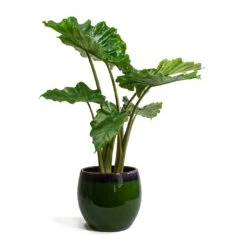 Alocasia Portodora - Upright Elephant Ear -Plants Sale Store Alocasia portodora Charlotte Plant Pot Green