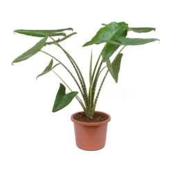Alocasia Zebrina Tiger - Elephant Ear -Plants Sale Store Alocasia zebrina Tiger Elephant Ear 100cm