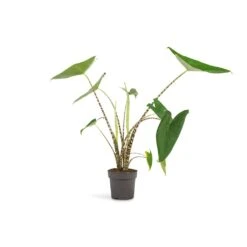 Alocasia Zebrina Tiger - Elephant Ear -Plants Sale Store Alocasia zebrina Tiger Elephant Ear 13x45 1