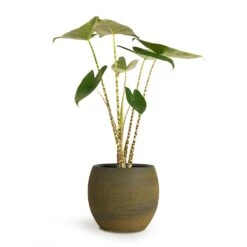 Dex Plant Pot - Forrest -Plants Sale Store Alocasia zebrina Tiger Elephant Ear 13x45cm Dex Plant Pot Forrest 22x20cm