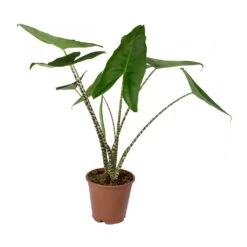 Alocasia Zebrina Tiger - Elephant Ear -Plants Sale Store Alocasia zebrina Tiger Elephant Ear 19x80cm f69e2d00 6515 4fc0 b7f2 ab5e7472321a