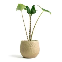 Ryan Plant Pot - Sand Gold -Plants Sale Store Alocasia zebrina Tiger Elephant Ear Ryan Plant Pot Sand Gold