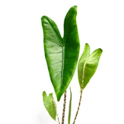 Alocasia Zebrina Tiger - Elephant Ear -Plants Sale Store AlocasiazebrinaTiger ElephantEar 1