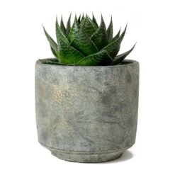 Aloe Aristata Cosmo -Plants Sale Store Aloe Cosmo Saar Earth Plant Pot 0c92a36c 7717 4c28 bbfe 9e90fb48d3ad